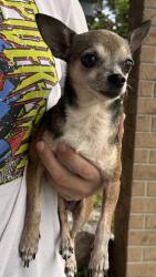Found/Stray Female Dog last seen Bonneville Elementary , Orlando, FL 32826