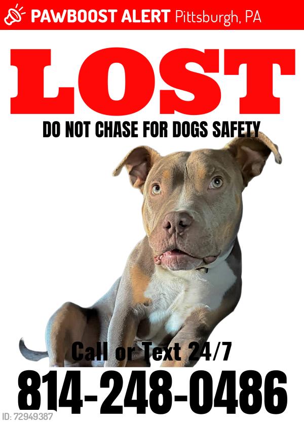 Lost Male Dog last seen McNary Blvd and Wesley St, Pittsburgh, PA 15221