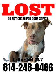 Lost Male Dog last seen McNary Blvd and Wesley St, Pittsburgh, PA 15221