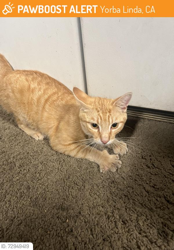 Found/Stray Male Cat last seen Page Court and Richfield , Yorba Linda, CA 92886
