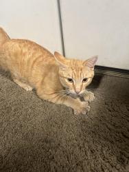 Found/Stray Male Cat last seen Page Court and Richfield , Yorba Linda, CA 92886