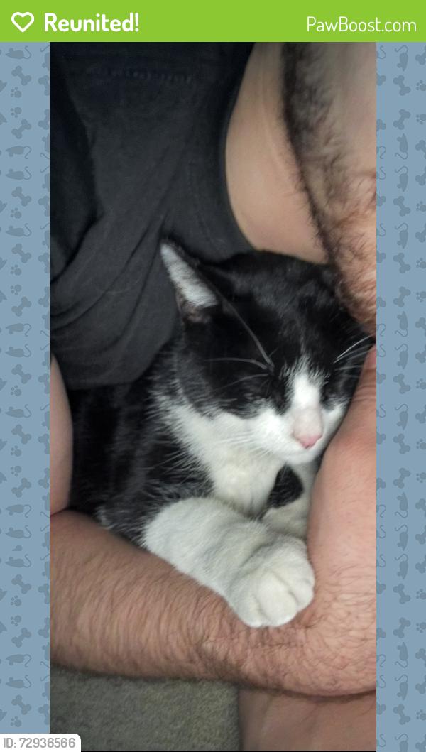 Reunited Female Cat last seen Could be nearby rushing creek court or waverly circle. Valle verde/warm springs, Henderson, NV 89014