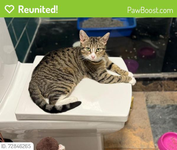 Reunited Female Cat last seen residential road, Berkshire, England RG30 2JH