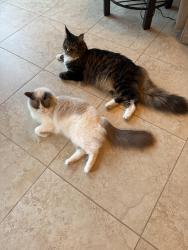 Reunited Male Cat last seen Painted Rock Pl and American River Canyon dr, Folsom, CA 95630