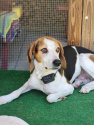 Reunited Unknown Dog last seen Thornloe Court/Inspiration Drive, Bon Air, VA 23235
