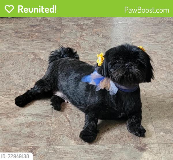 Reunited Female Dog last seen 12th Ave NE and Robinson , Norman, OK 73071