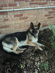 Found/Stray Male Dog last seen High School Baseball Fields, Itasca, TX 76055