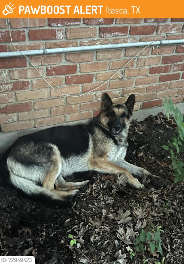Found/Stray Male Dog last seen High School Baseball Fields, Itasca, TX 76055