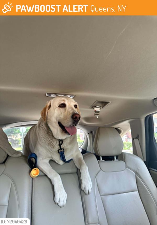 Found/Stray Male Dog last seen 50th Ave and 185th St by Kissena Corridor Park, Queens, NY 11365