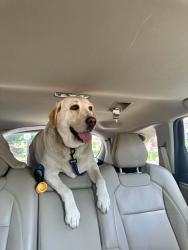 Found/Stray Male Dog last seen 50th Ave and 185th St by Kissena Corridor Park, Queens, NY 11365