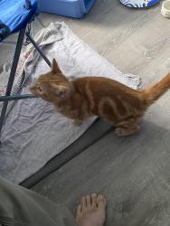 Found/Stray Male Cat last seen Monroe and Victory , Racine, WI 53405