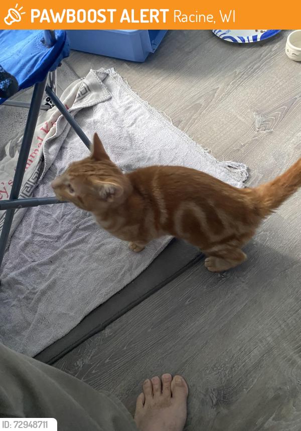 Found/Stray Male Cat last seen Monroe and Victory , Racine, WI 53405