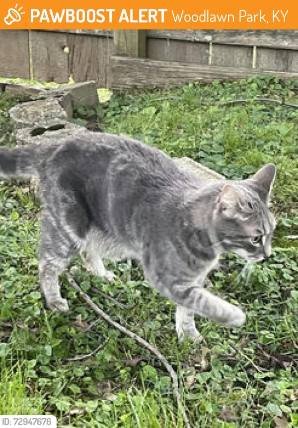Found/Stray Unknown Cat last seen Westport road, Woodlawn Park, KY 40207