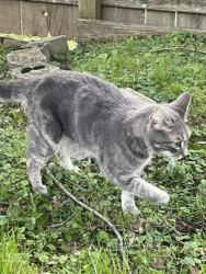 Found/Stray Unknown Cat last seen Westport road, Woodlawn Park, KY 40207