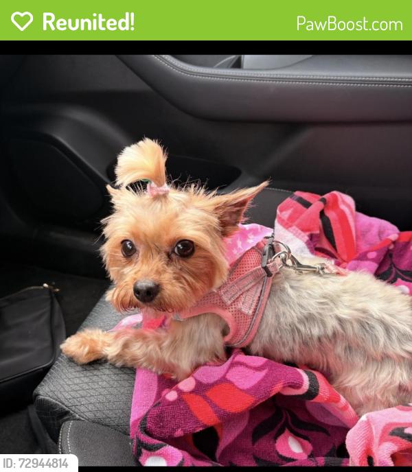 Reunited Female Dog last seen Cottage and Loring St, Philadelphia, PA 19136