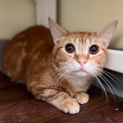 Shelter Stray Male Cat last seen , Port Richey, FL 34653