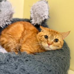Shelter Stray Male Cat last seen , Port Richey, FL 34653