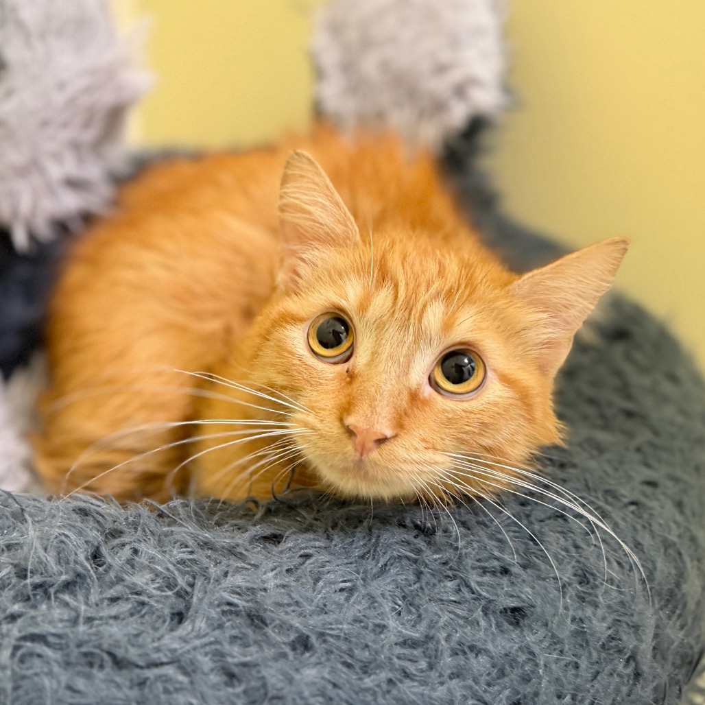 Shelter Stray Male Cat last seen , Port Richey, FL 34653
