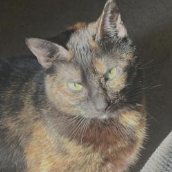 Shelter Stray Female Cat last seen , Philadelphia, PA 19140