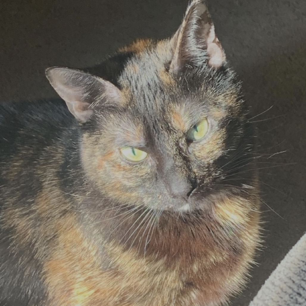 Shelter Stray Female Cat last seen , Philadelphia, PA 19140