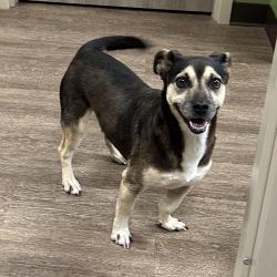 Shelter Stray Female Dog last seen , Portland, TX 78374