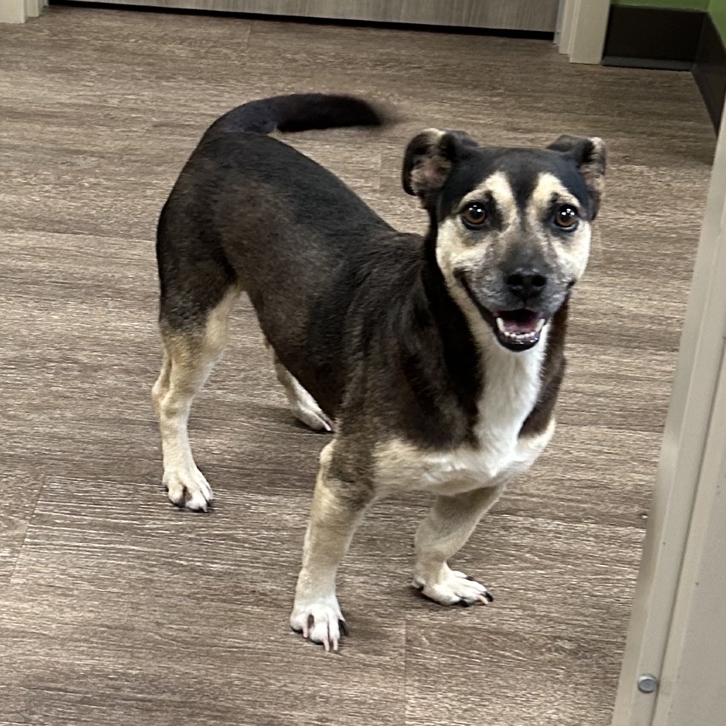 Shelter Stray Female Dog last seen , Portland, TX 78374