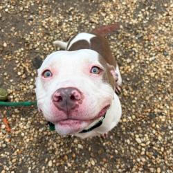 Shelter Stray Male Dog last seen , Philadelphia, PA 19140