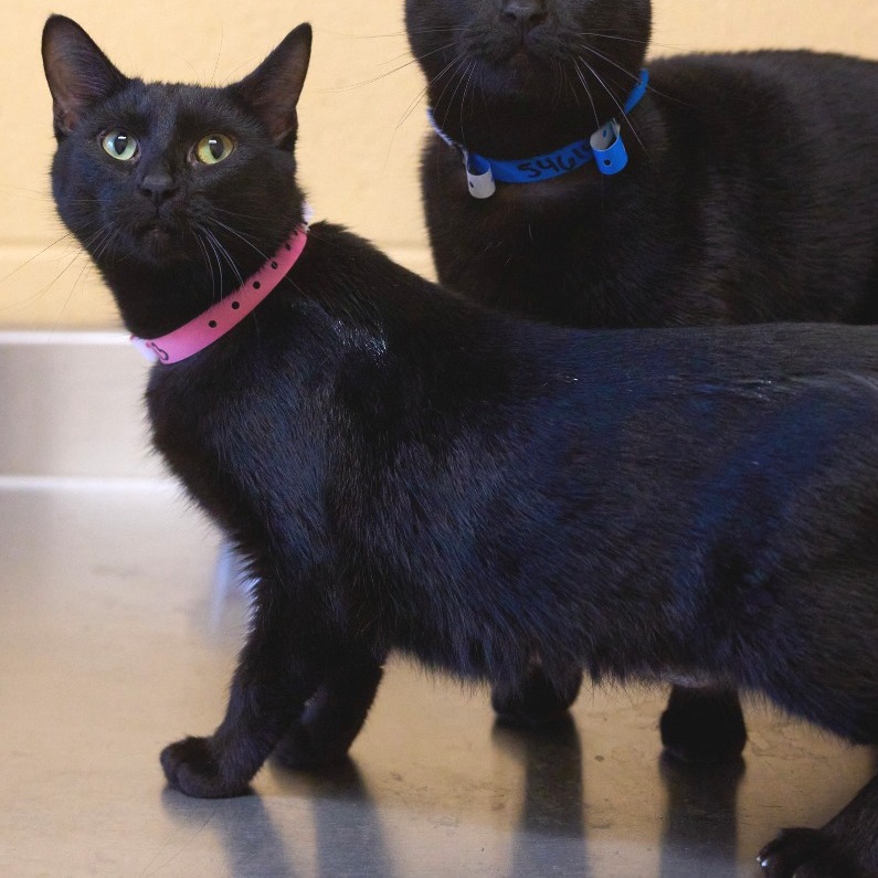 Shelter Stray Female Cat last seen , Memphis, TN 38133