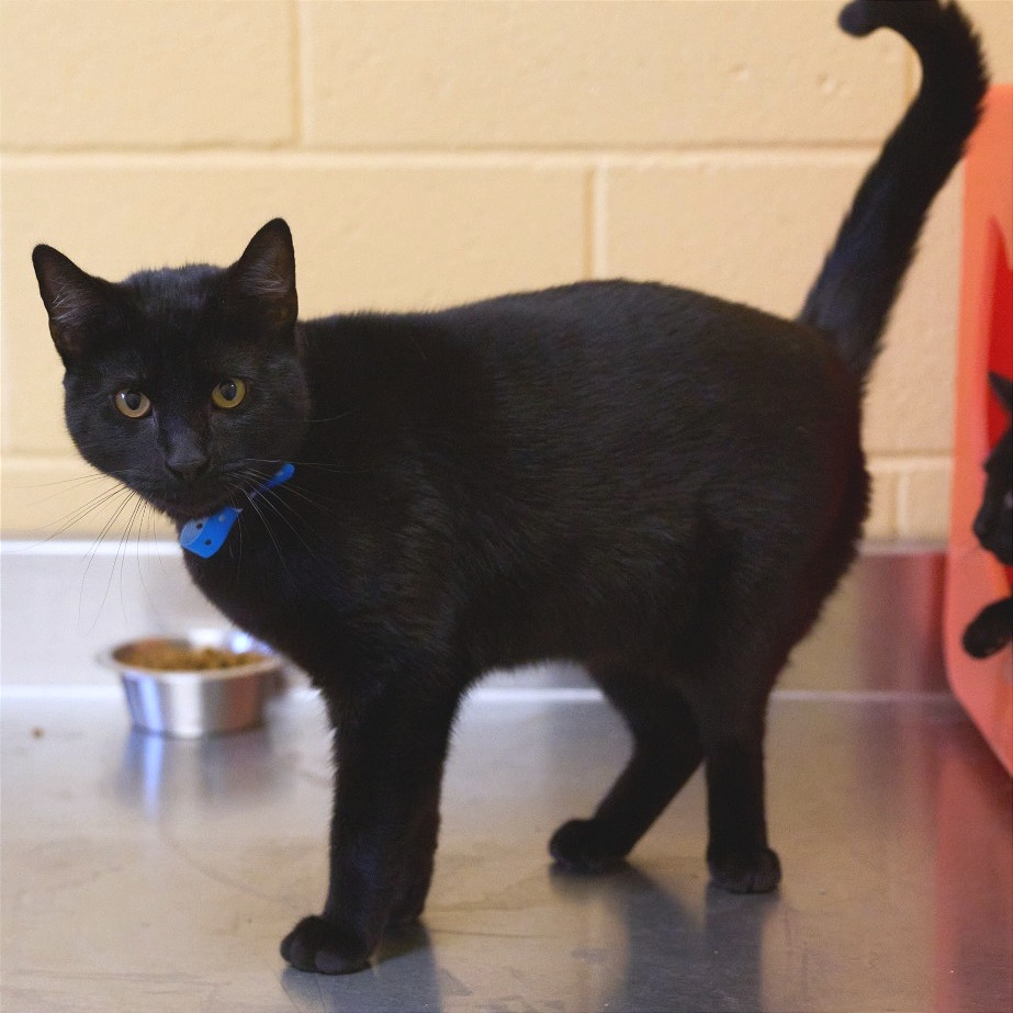 Shelter Stray Male Cat last seen , Memphis, TN 38133