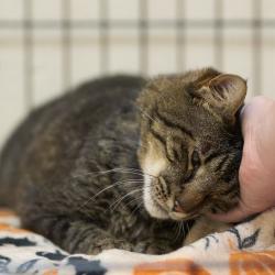 Shelter Stray Male Cat last seen , Memphis, TN 38133