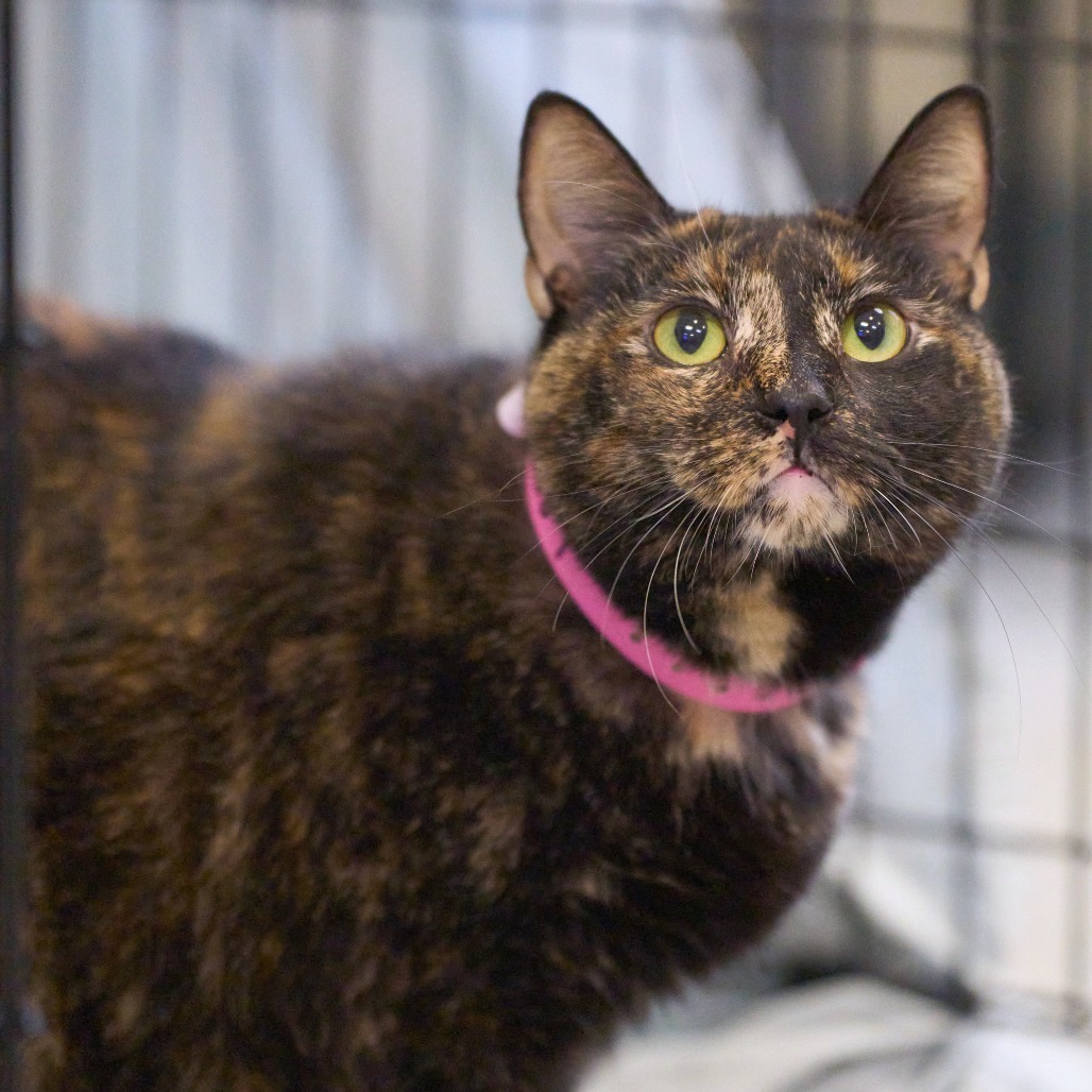 Shelter Stray Female Cat last seen , Memphis, TN 38133