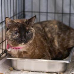 Shelter Stray Female Cat last seen , Memphis, TN 38133