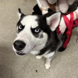 Shelter Stray Male Dog last seen , Jacksonville, FL 32216