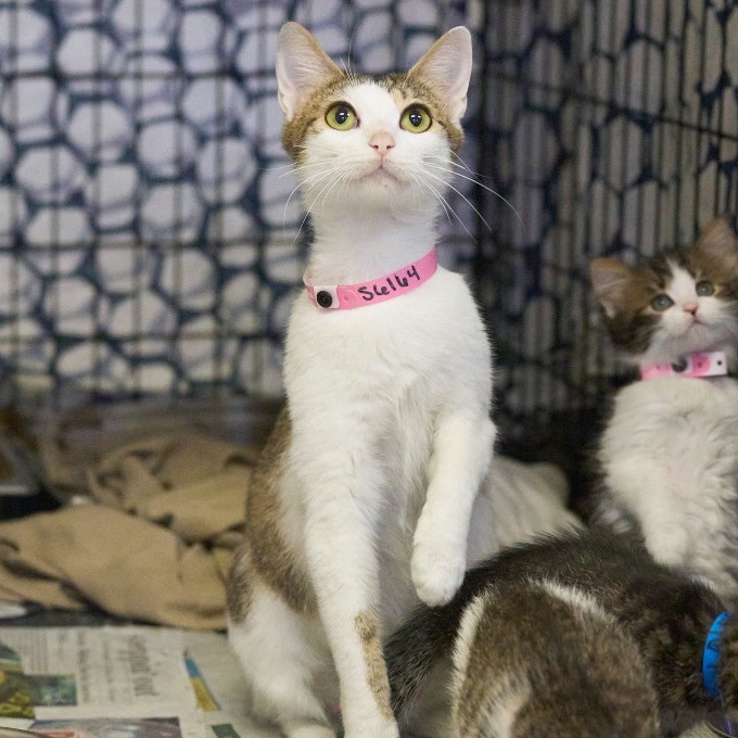 Shelter Stray Female Cat last seen , Memphis, TN 38133