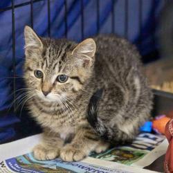 Shelter Stray Unknown Cat last seen , Memphis, TN 38133