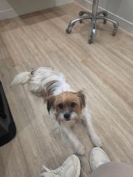 Found/Stray Male Dog last seen At Macgregor park, Houston, TX 77021
