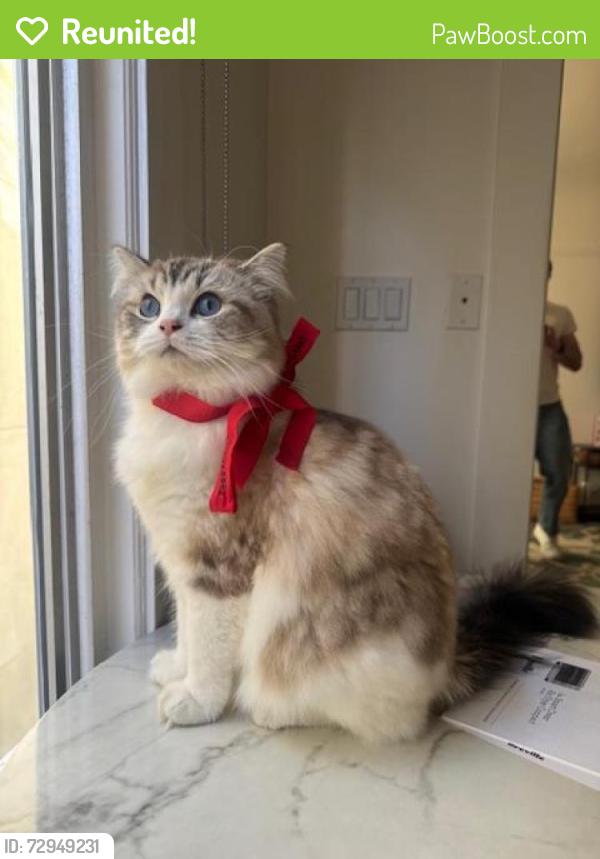 Reunited Male Cat last seen Pierce and Union St , San Francisco, CA 94123