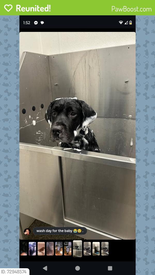 Reunited Male Dog last seen Near Ravenwood loop , Union City, GA 30291