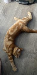 Found/Stray Male Cat last seen Monroe Avenue and Victory Avenue, Racine, WI 53405