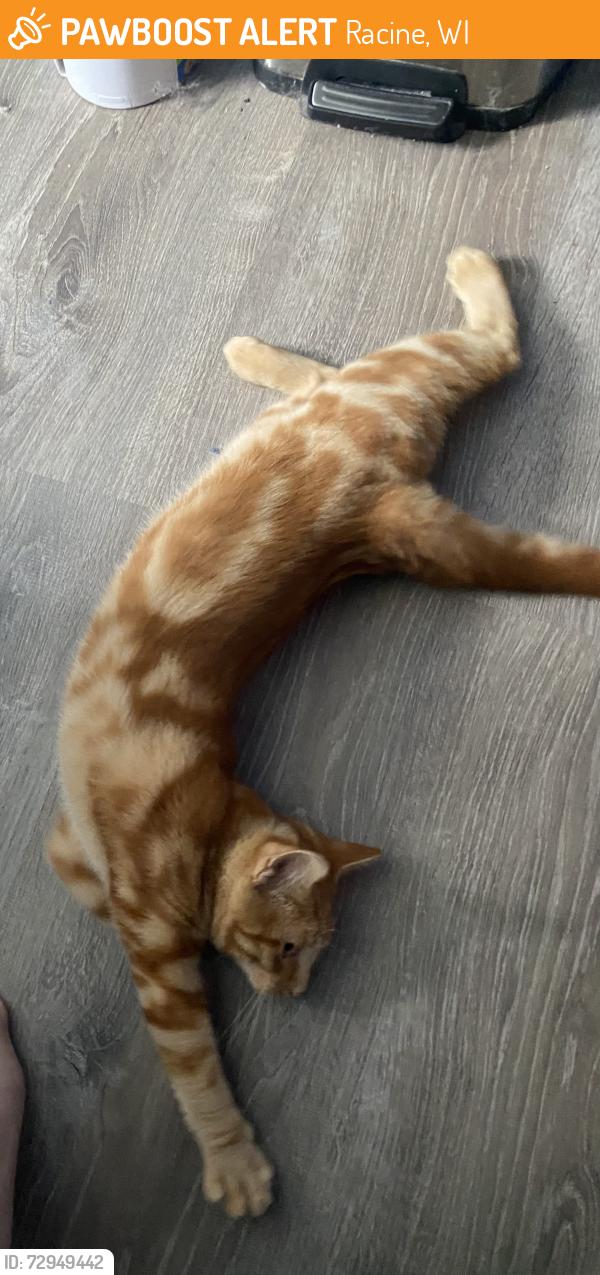 Found/Stray Male Cat last seen Monroe Avenue and Victory Avenue, Racine, WI 53405