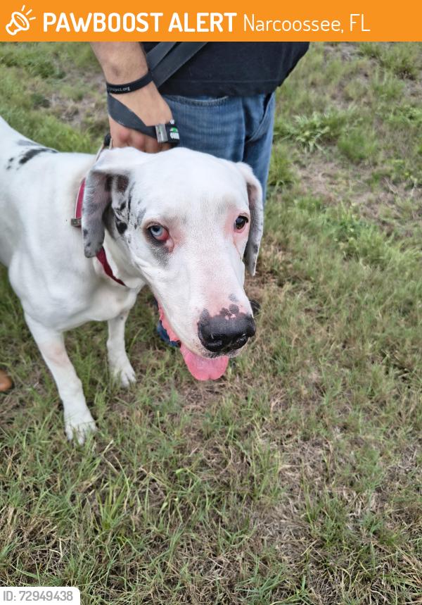 Found/Stray Female Dog last seen Narcoosee exit on 417 by the fire station, Narcoossee, FL 34771