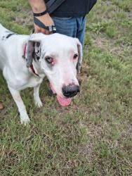 Found/Stray Female Dog last seen Narcoosee exit on 417 by the fire station, Narcoossee, FL 34771