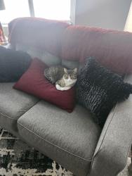 Lost Female Cat last seen Bloomington Golf Course, St. George, UT 84790