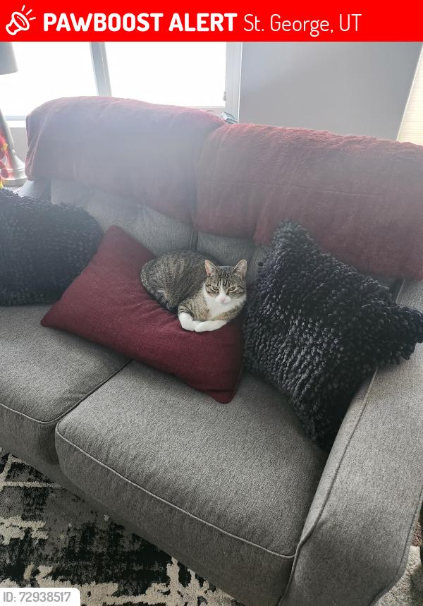 Lost Female Cat last seen Bloomington Golf Course, St. George, UT 84790