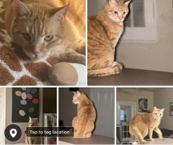 Lost Female Cat last seen Bryan and Veterans Memorial Parkway, O'Fallon, MO 63366