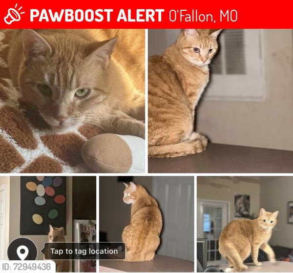 Lost Female Cat last seen Bryan and Veterans Memorial Parkway, O'Fallon, MO 63366