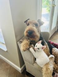Reunited Male Dog last seen Abercorn st, Savannah, GA 31419