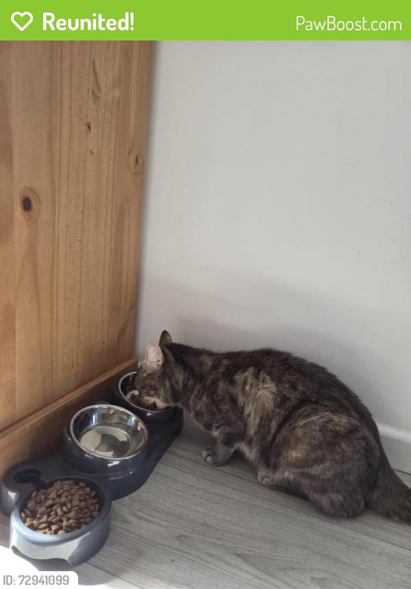 Reunited Female Cat last seen Ellindon, north bretton, Bretton, England PE3 8DA