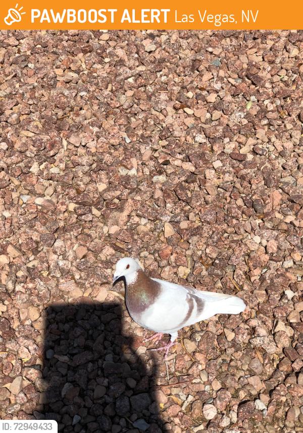Found/Stray Unknown Bird last seen Lacebark Pine Street, Las Vegas, NV 89129