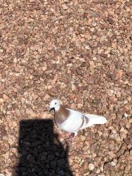 Found/Stray Unknown Bird last seen Lacebark Pine Street, Las Vegas, NV 89129